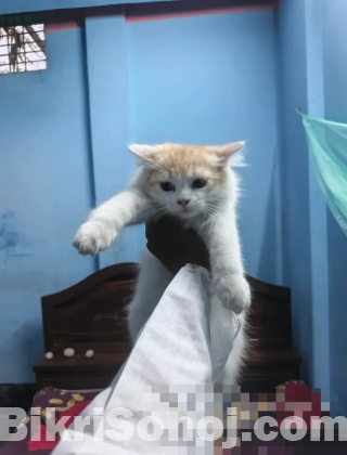 Parshian cat